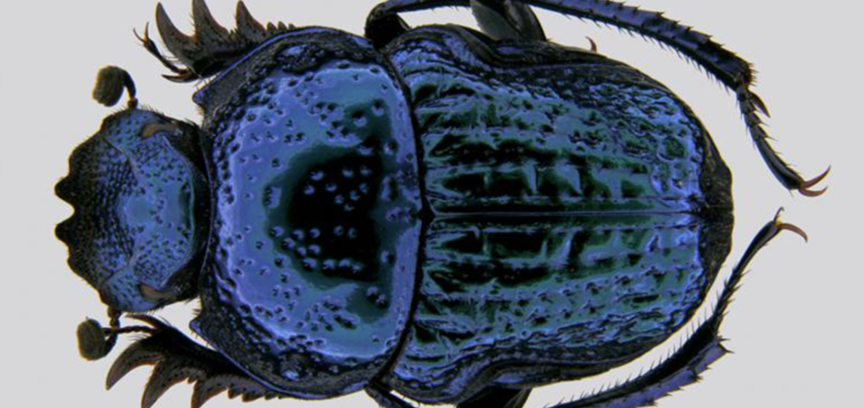 Dung beetle