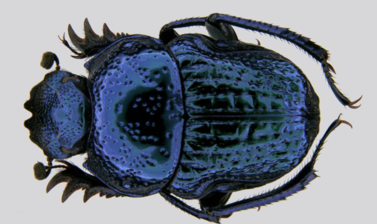 Dung beetle