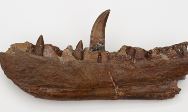 Megalosaurus jaw