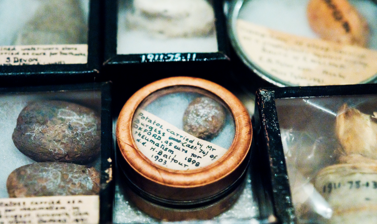 Pitt Rivers collections